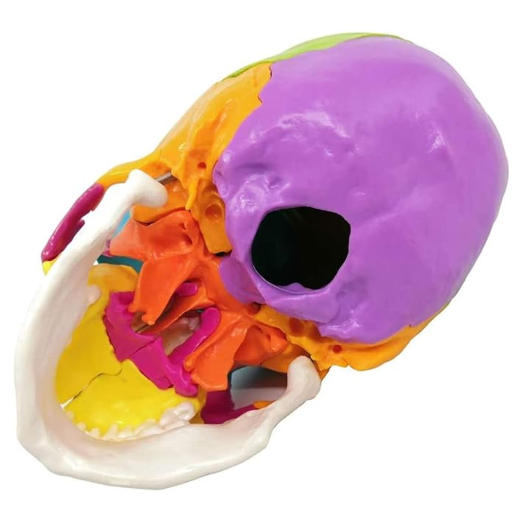 iDENTical Anatomical Skull Model Colored With Magnet M5015