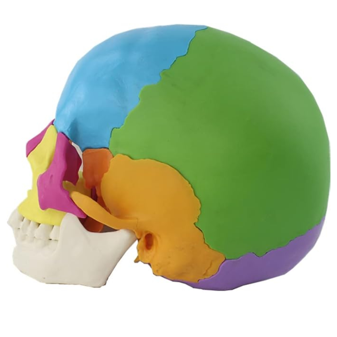 iDENTical Anatomical Skull Model Colored With Magnet M5015