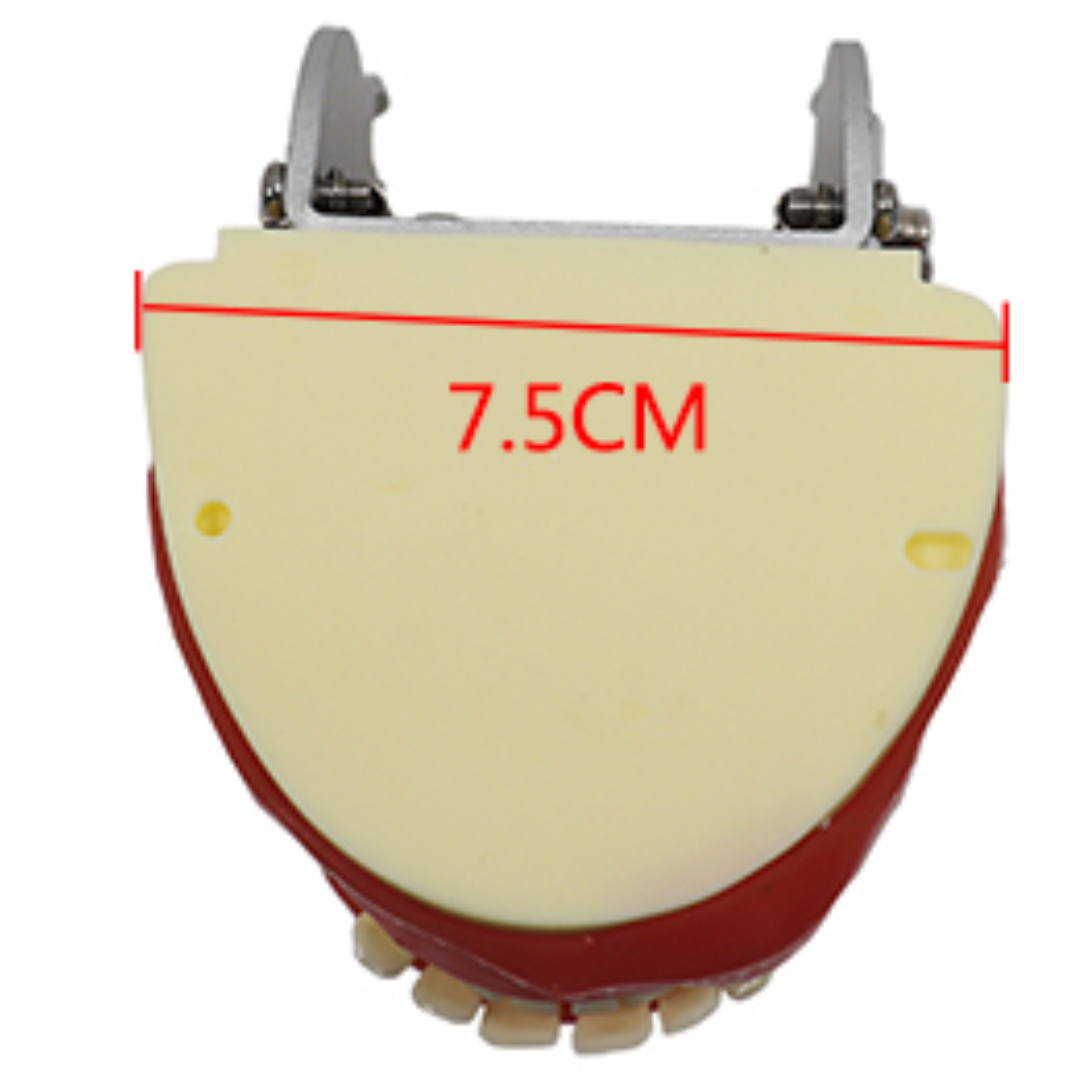 iDENTical Oral Surgery Training Model M4026