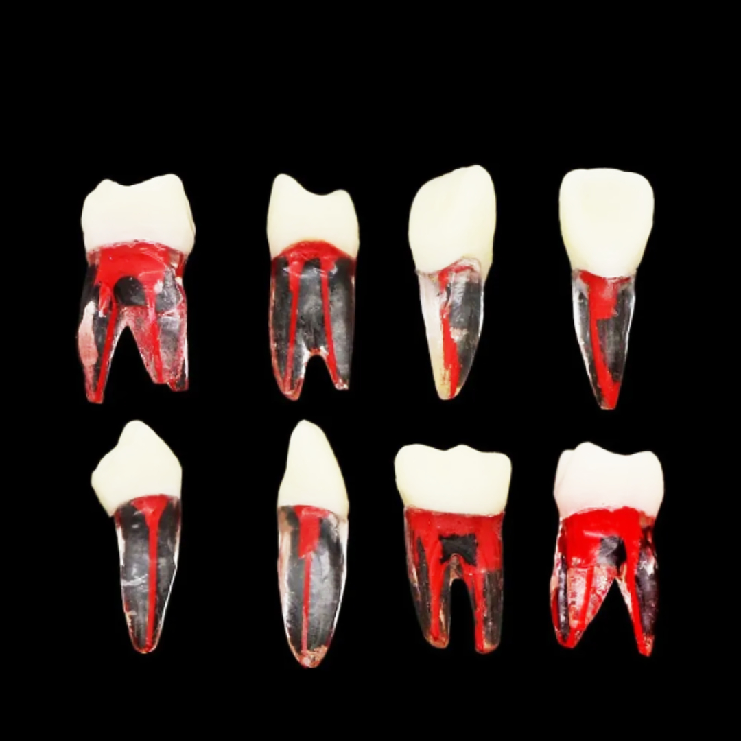 iDENTical Root Canal (RCT) Practice Tooth Model - Set Of 28 M8007 