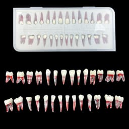 iDENTical Root Canal (RCT) Practice Tooth Model - Set Of 28 M8007  - 12
