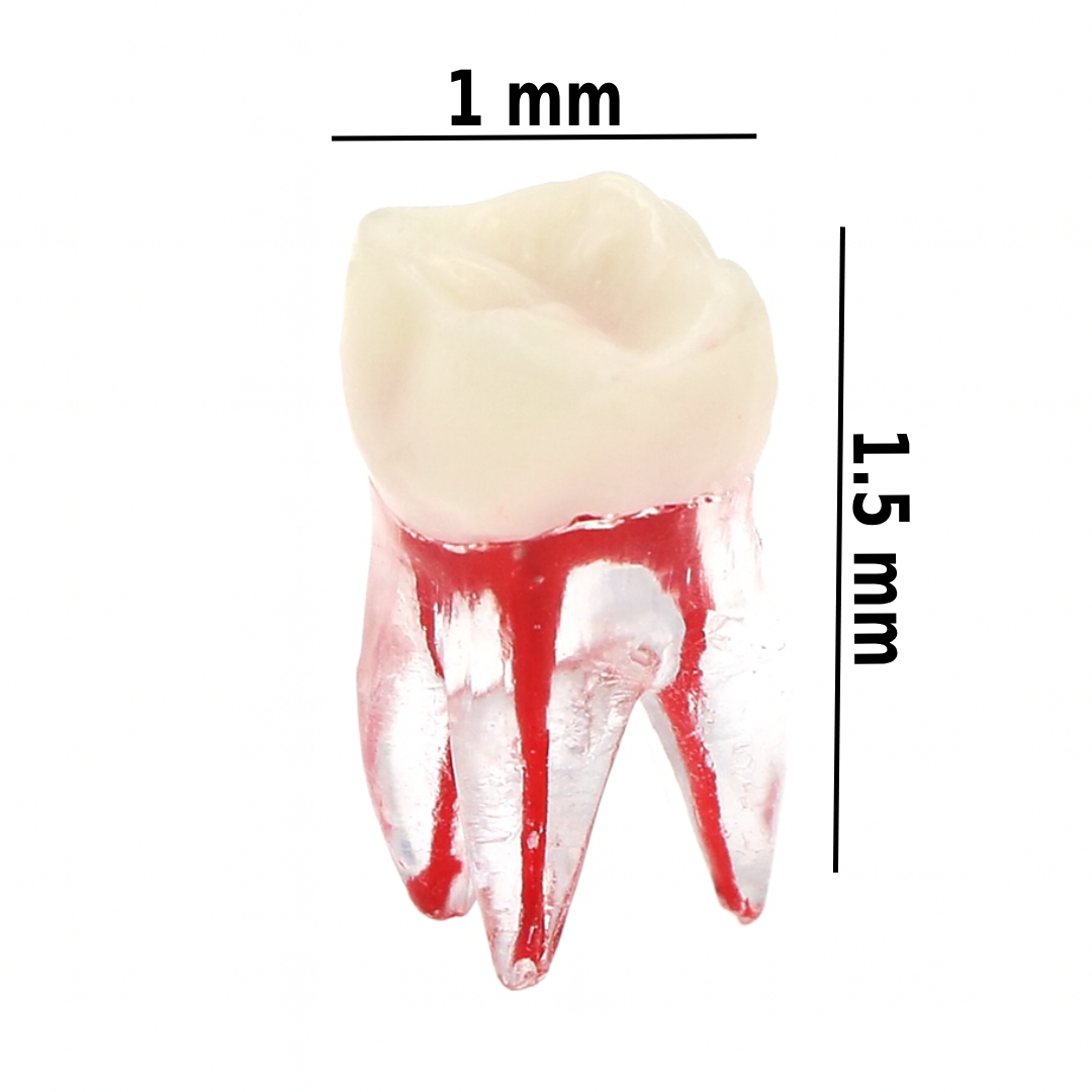 iDENTical Deciduous Root Canal (RCT) Practice Tooth Model M8007 - Primary