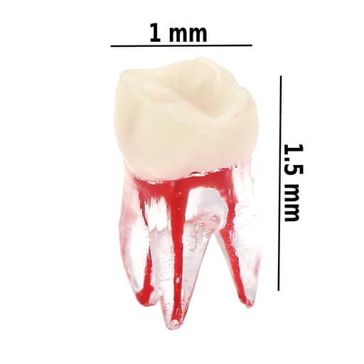 iDENTical Deciduous Root Canal (RCT) Practice Tooth Model M8007 - Primary