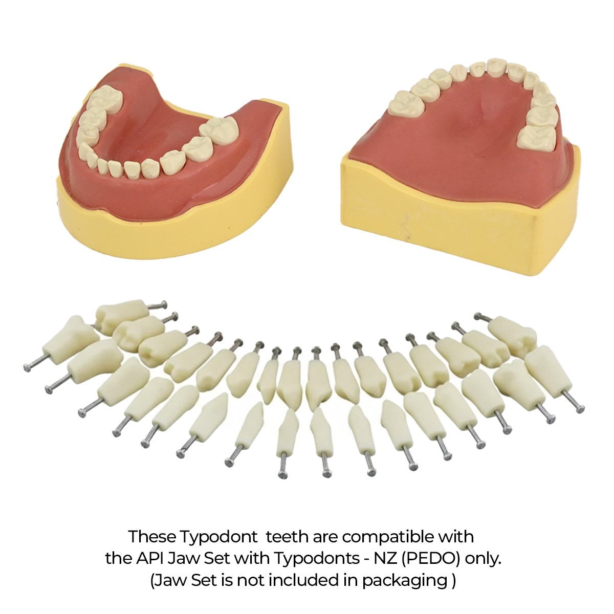 API Typodont Teeth Set with Screw