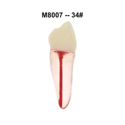 iDENTical Root Canal (RCT) Practice Tooth Model - Set Of 28 M8007  - 9