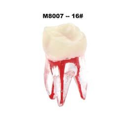 iDENTical Root Canal (RCT) Practice Tooth Model - Set Of 28 M8007  - 6