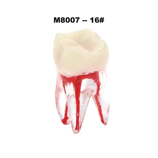 iDENTical Root Canal (RCT) Practice Tooth Model - Set Of 28 M8007 