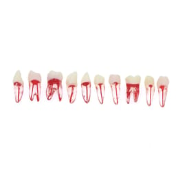 iDENTical Root Canal (RCT) Practice Tooth Model - Set Of 28 M8007 