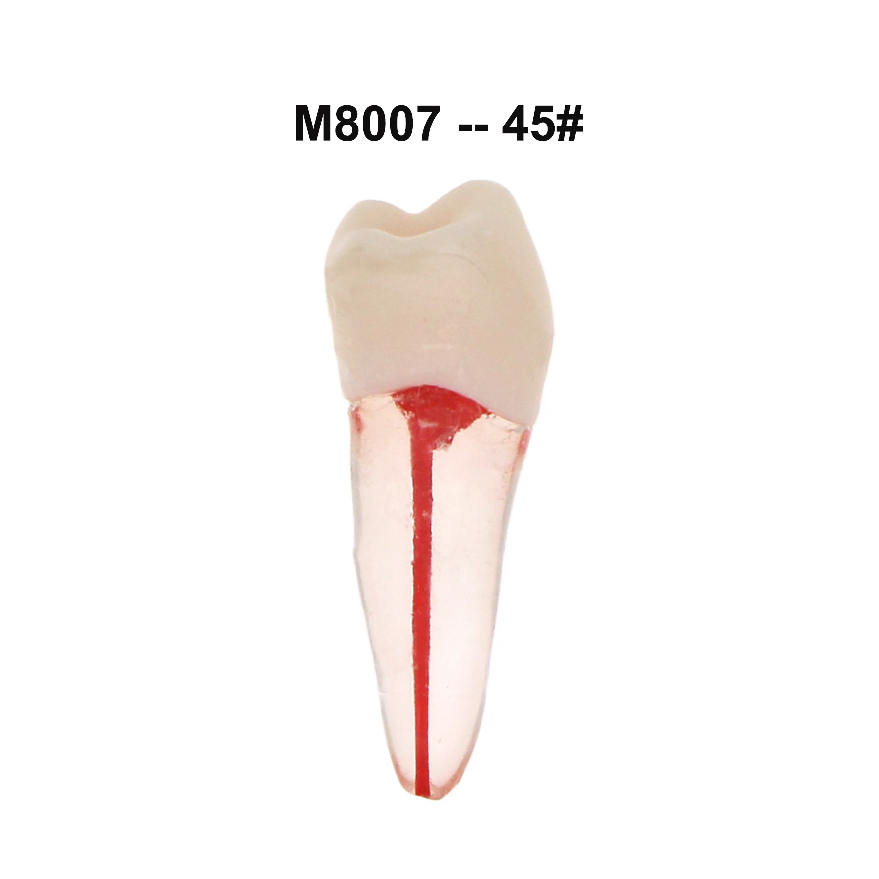 iDENTical Root Canal (RCT) Practice Tooth Model - Set Of 28 M8007 
