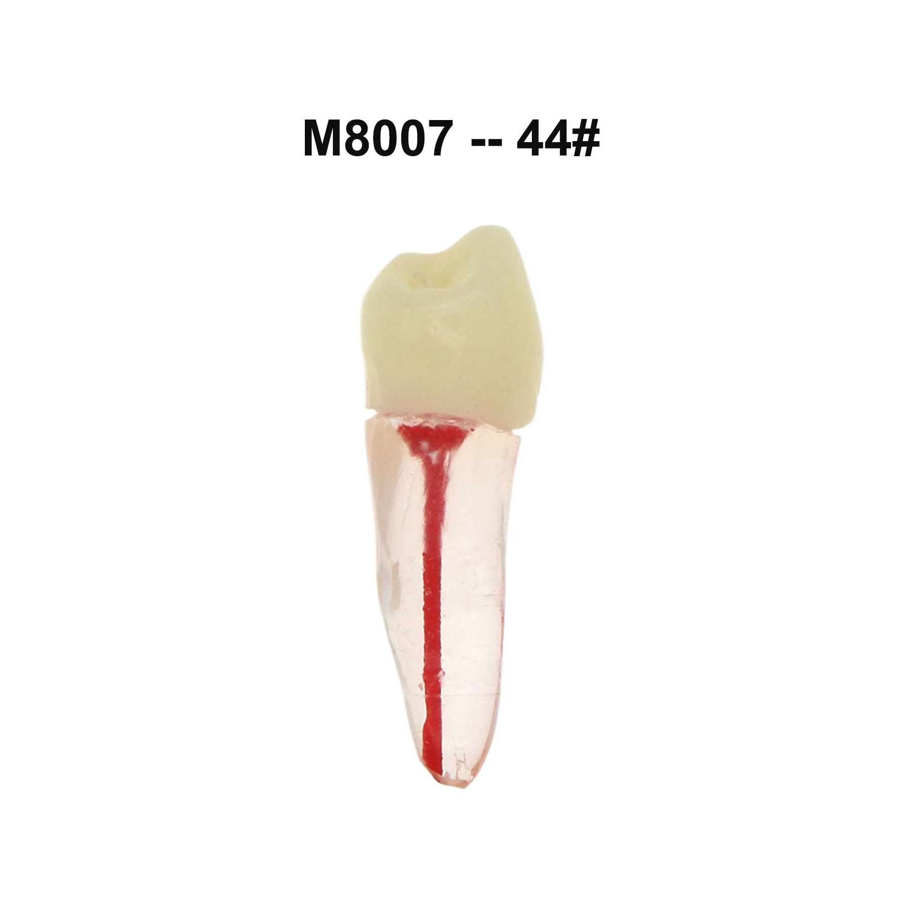 iDENTical Root Canal (RCT) Practice Tooth Model - Set Of 28 M8007 