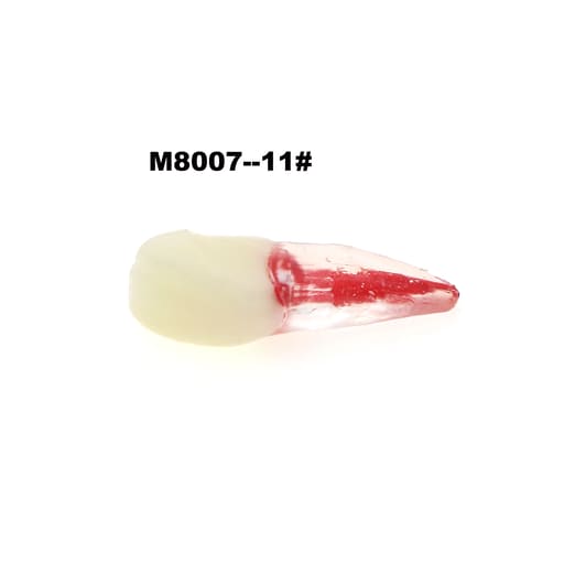 iDENTical Root Canal (RCT) Practice Tooth Model - Set Of 28 M8007 