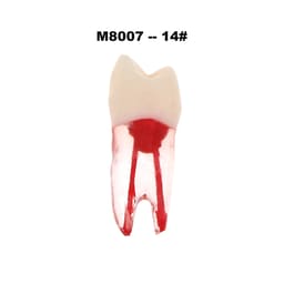 iDENTical Root Canal (RCT) Practice Tooth Model - Set Of 28 M8007  - 7