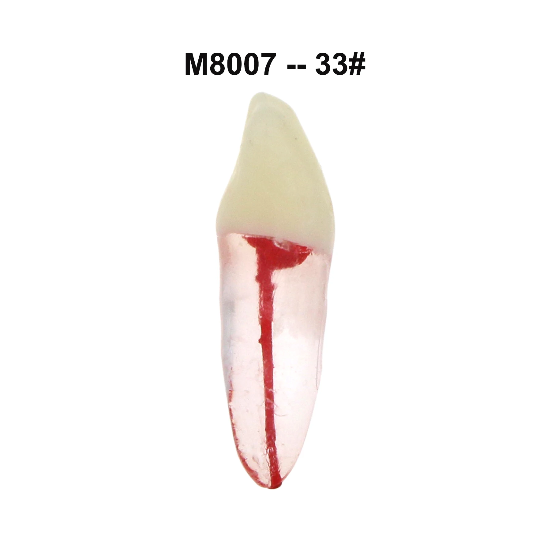 iDENTical Root Canal (RCT) Practice Tooth Model - Set Of 28 M8007 