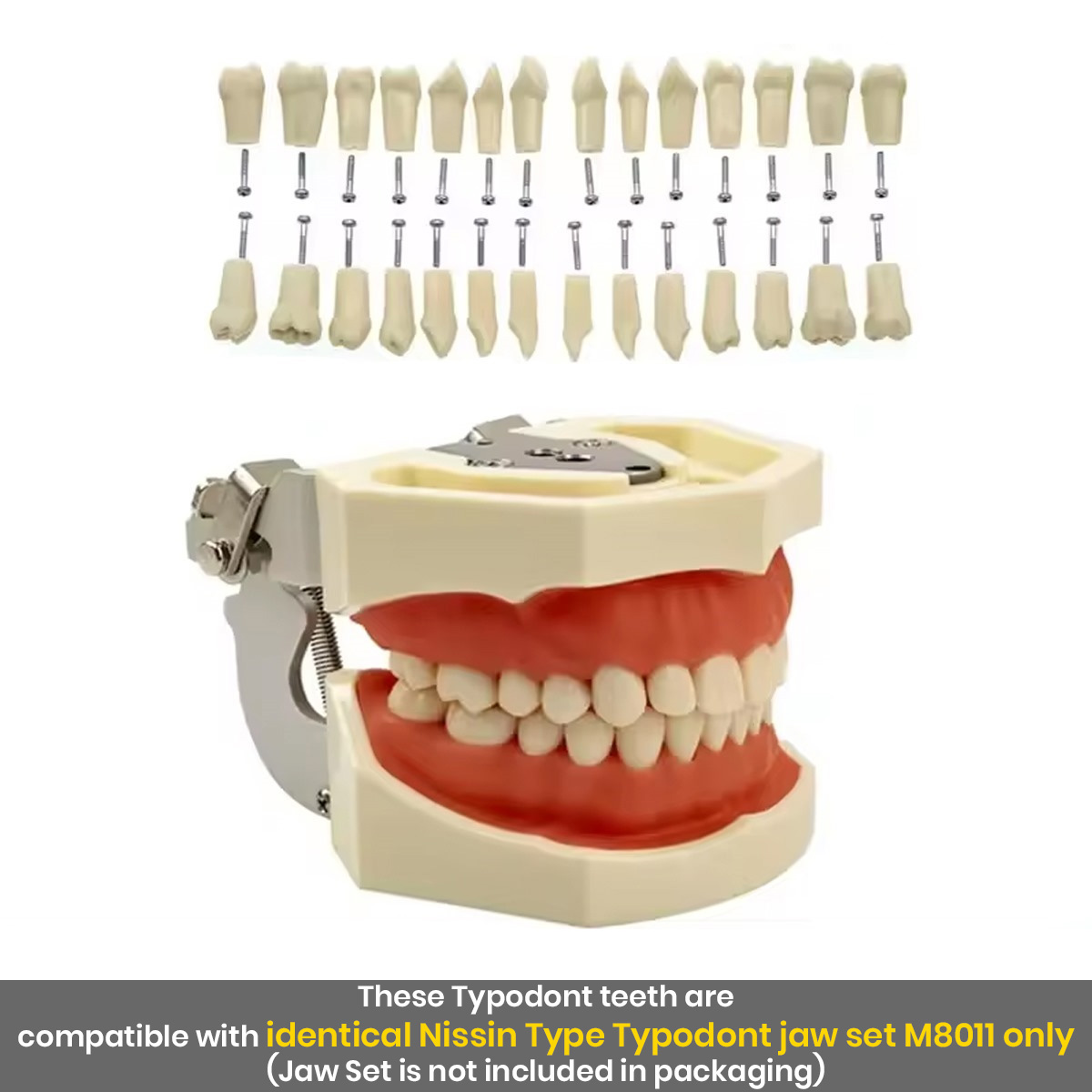 iDENTical Typodonts For Nissin Type Jaw Set - Individual