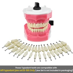 iDENTical Typodonts For Frasaco Type Jaw Set Individual M8022 - 9