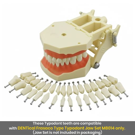 iDENTical Typodonts For Frasaco Type Jaw Set Individual M8022