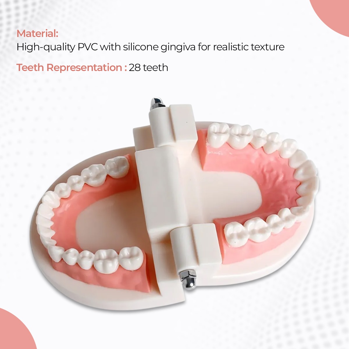 iDENTical Dental Model For Patient Education MD-105