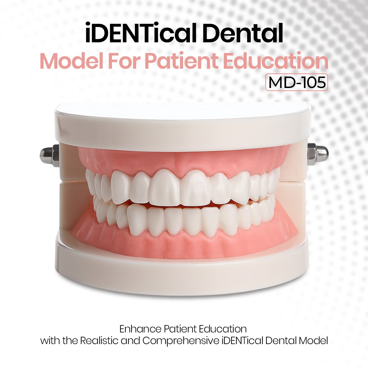 iDENTical Dental Model For Patient Education MD-105