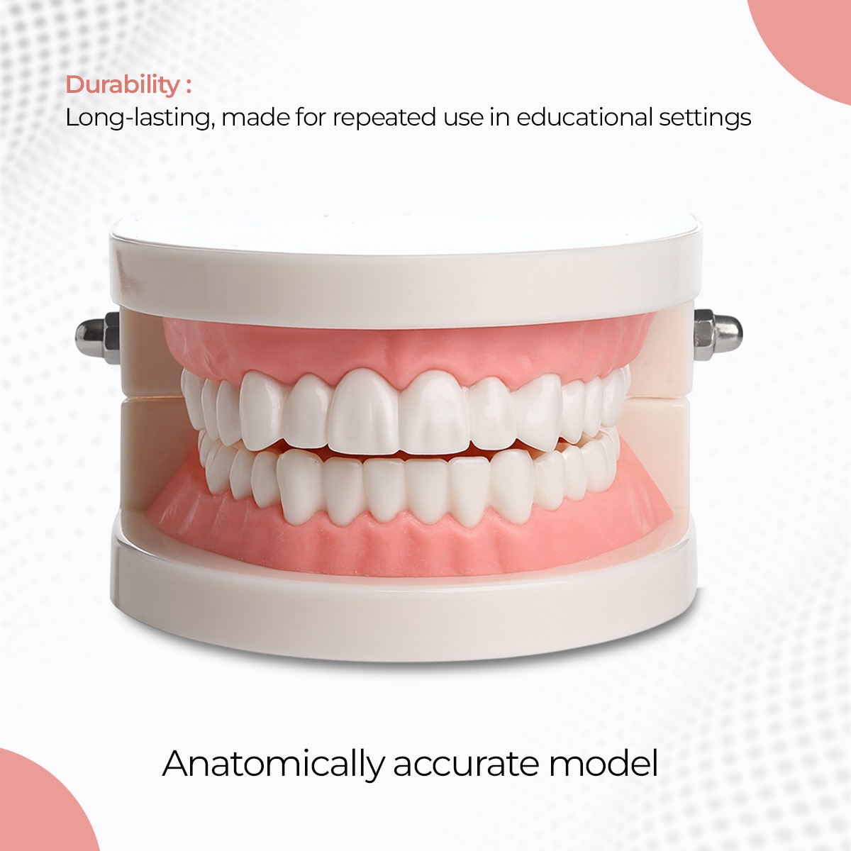 iDENTical Dental Model For Patient Education MD-105