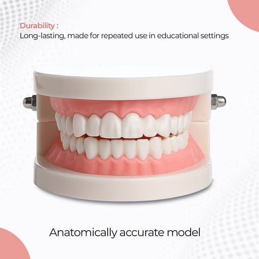 iDENTical Dental Model For Patient Education MD-105