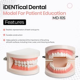 iDENTical Dental Model For Patient Education MD-105 - 16