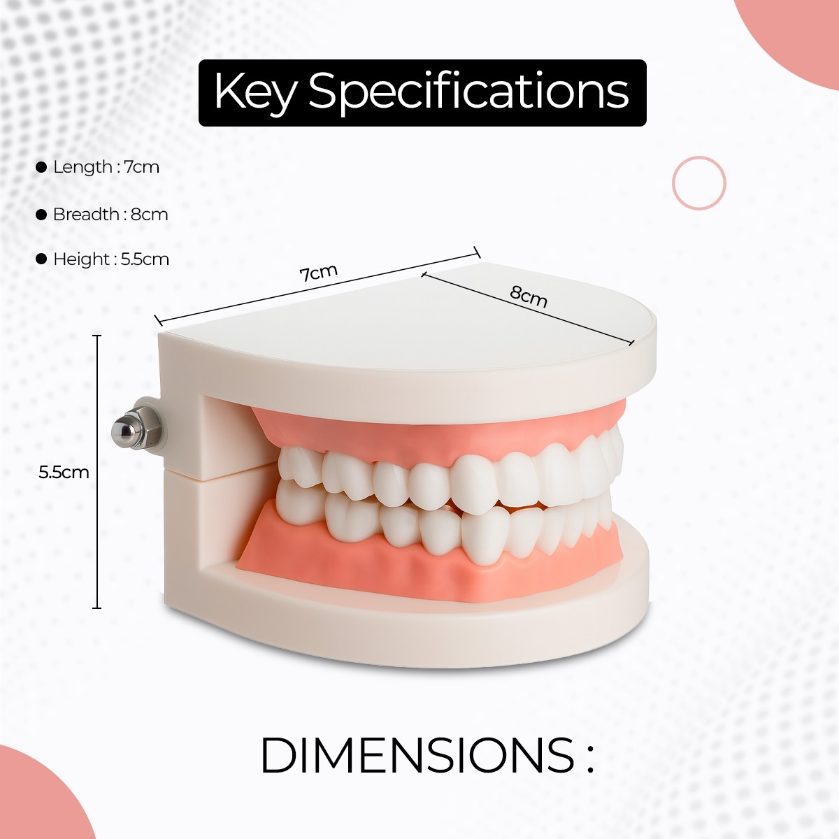iDENTical Dental Model For Patient Education MD-105