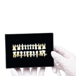 iDENTical Individual Deciduous Model Teeth - Set of 20 M7020