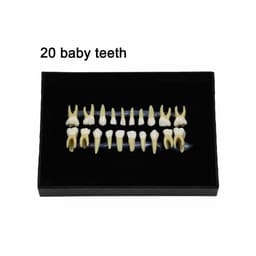 iDENTical Individual Deciduous Model Teeth - Set of 20 M7020 - 4