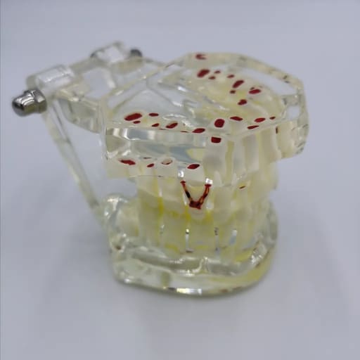 iDENTical Mixed Dentition Model M7015