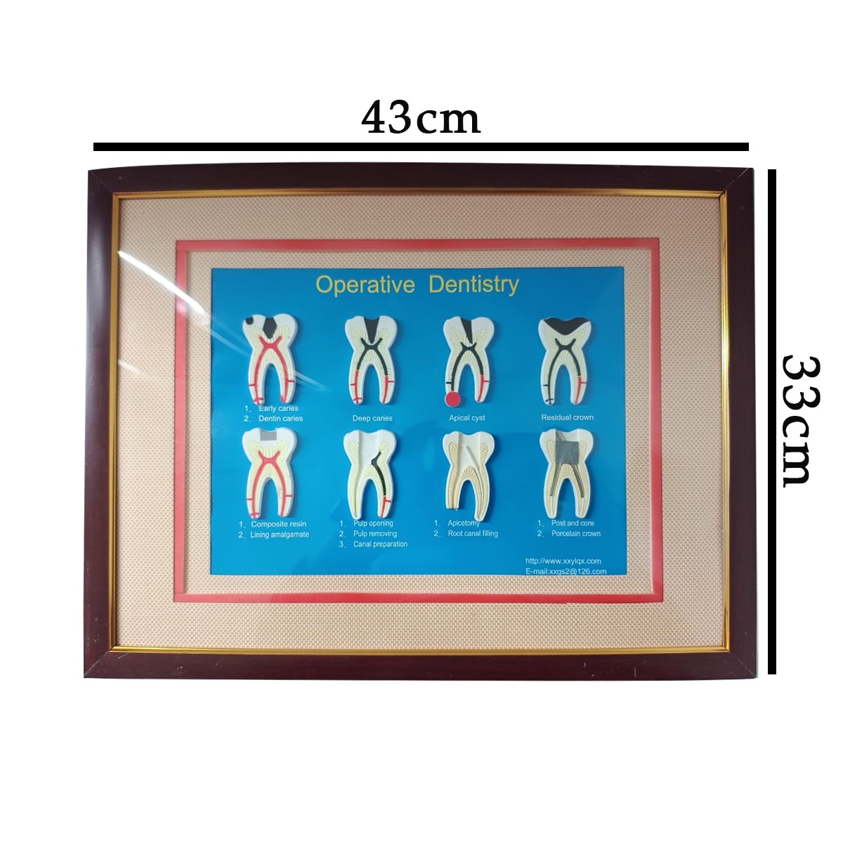 iDENTical 8 In 1 Dental Treatment Educational Board ZYR-4001