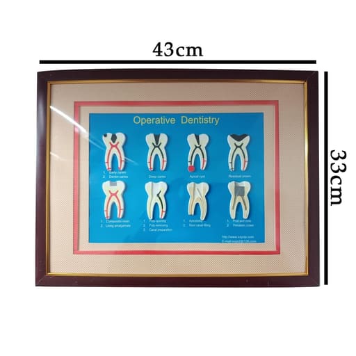 iDENTical 8 In 1 Dental Treatment Educational Board ZYR-4001
