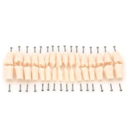 iDENTical Typodonts For Nissin Type Jaw Set TJMA09 - Individual - 1