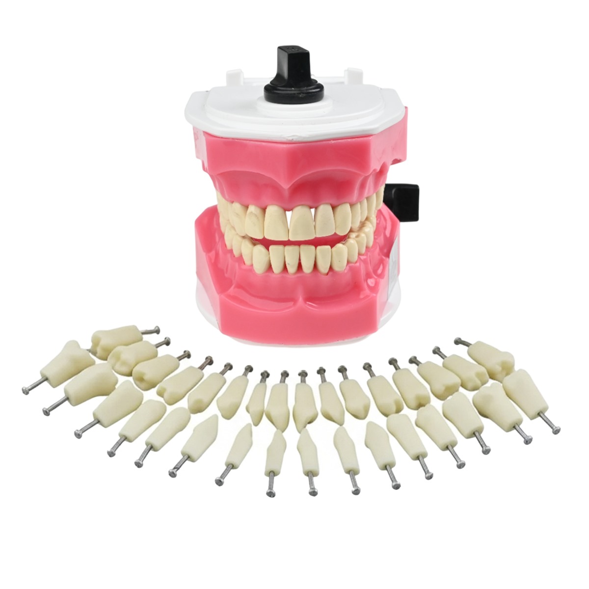 API Typodonts Individual B561 - Adult Size