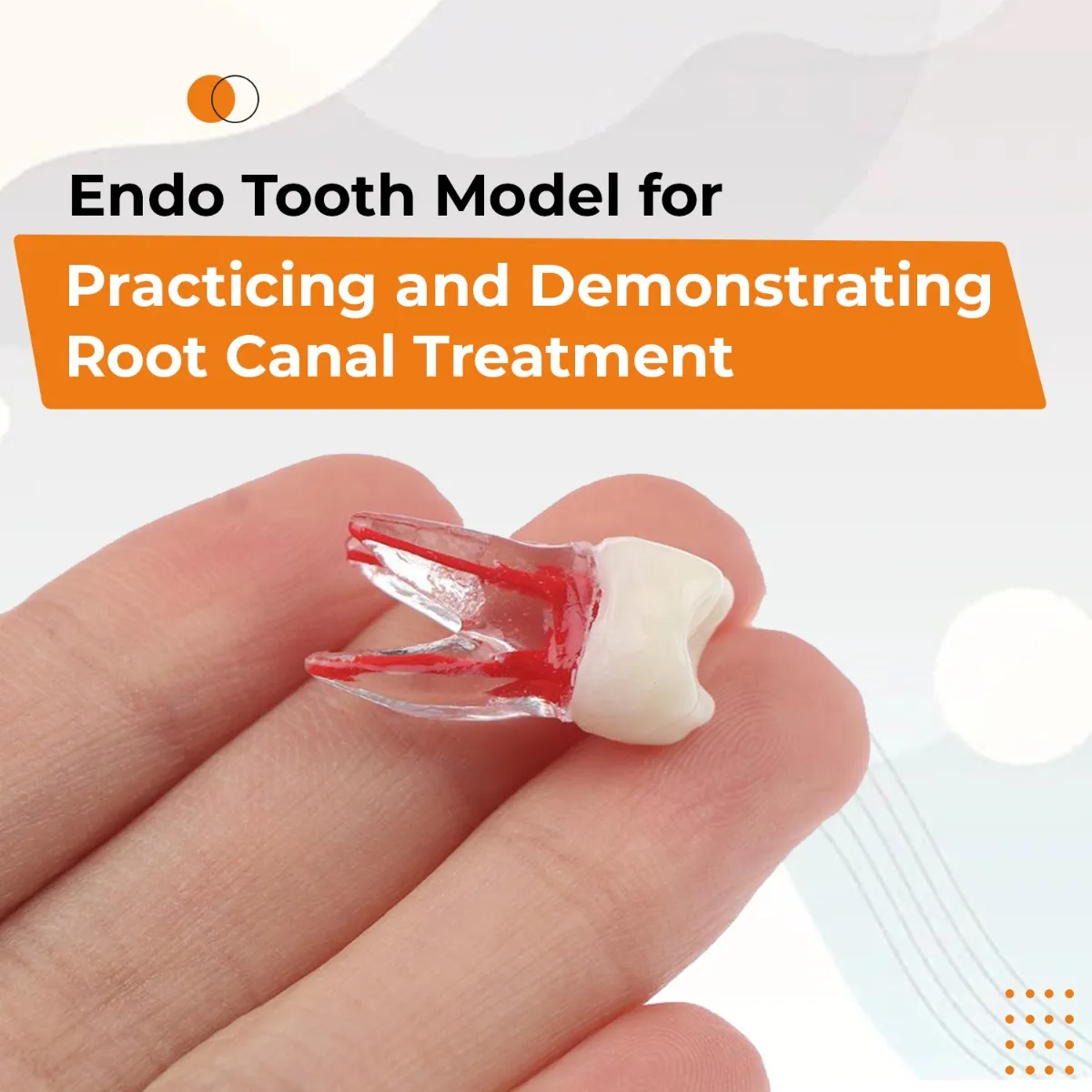 iDENTical Deciduous Root Canal (RCT) Practice Tooth Model M8007 - Primary