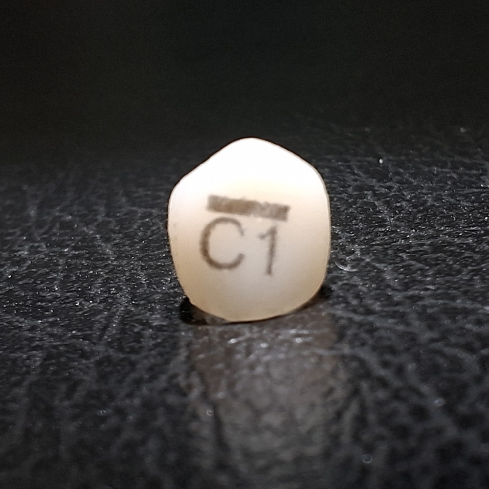 Pedo Crown Primary Upper Right Canine Refill - Size C1