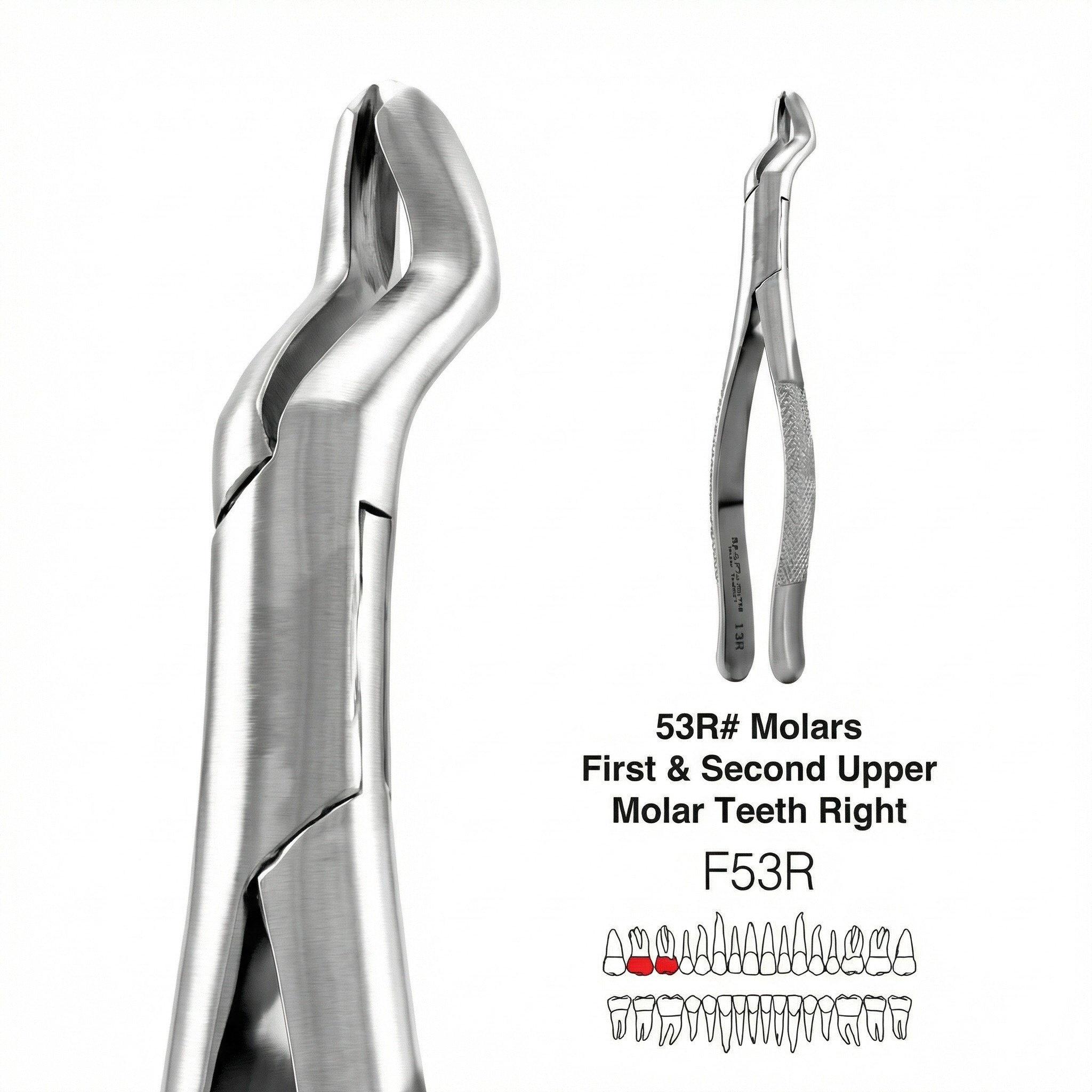 GDC American Forceps Molars First & Second Upper Molar Teeth Right # 53R (F53R)