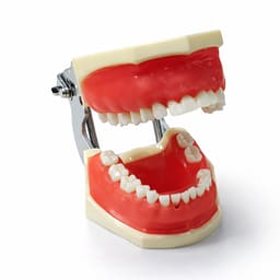 iDENTical Periodontal Practice Model M4027 - 6