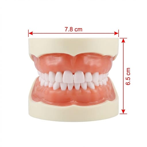 iDENTical Nissin Type Typodont Jaw Set TJMA09