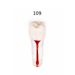 iDENTical Root Canal Treatment Practice Model - 109