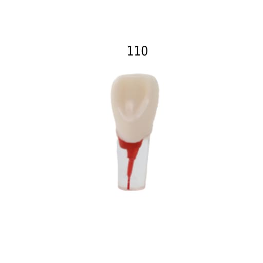 iDENTical Root Canal Treatment Practice Model - 110