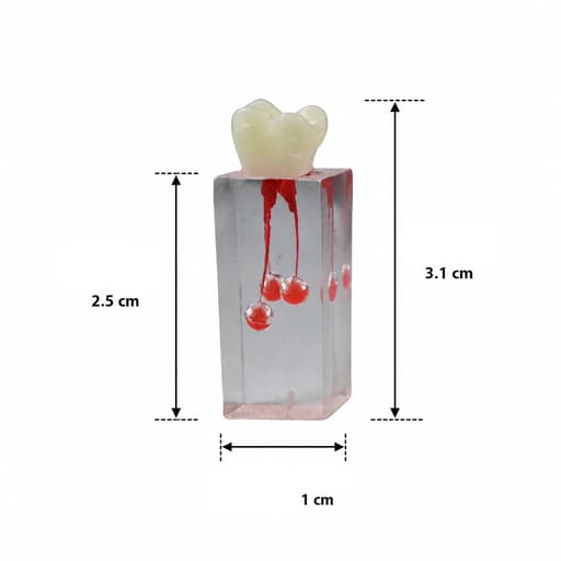 iDENTical Root Canal Treatment Practice Models