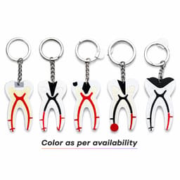 iDENTical Tooth Anatomy Key Chain (3006) - 3