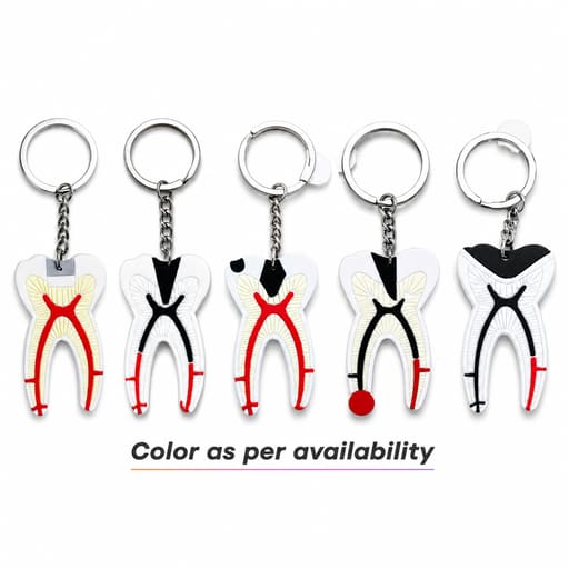 iDENTical Tooth Anatomy Key Chain (3006)