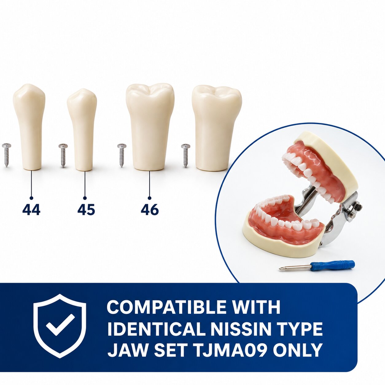 TYPO 1・TYPO 2 (Complete Set) / グループ・タイポ IDENTical Typodonts For Nissin Type Jaw Set TJMA09 - Individual