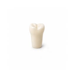 iDENTical Typodonts Lower Right Second Molar For Frasaco Type Jaw Set Individual M8022 - 47