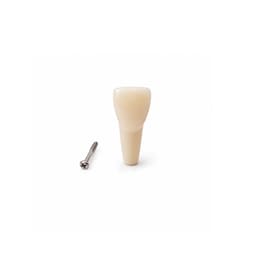 iDENTical Typodonts Upper Right Lateral Incisor For Frasaco Type Jaw Set Individual M8022 - 12