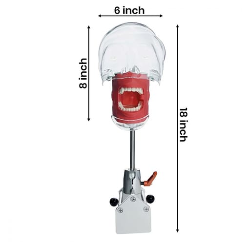 iDENTical Table Mount Portable Dental Manikin (TJ-MA02)
