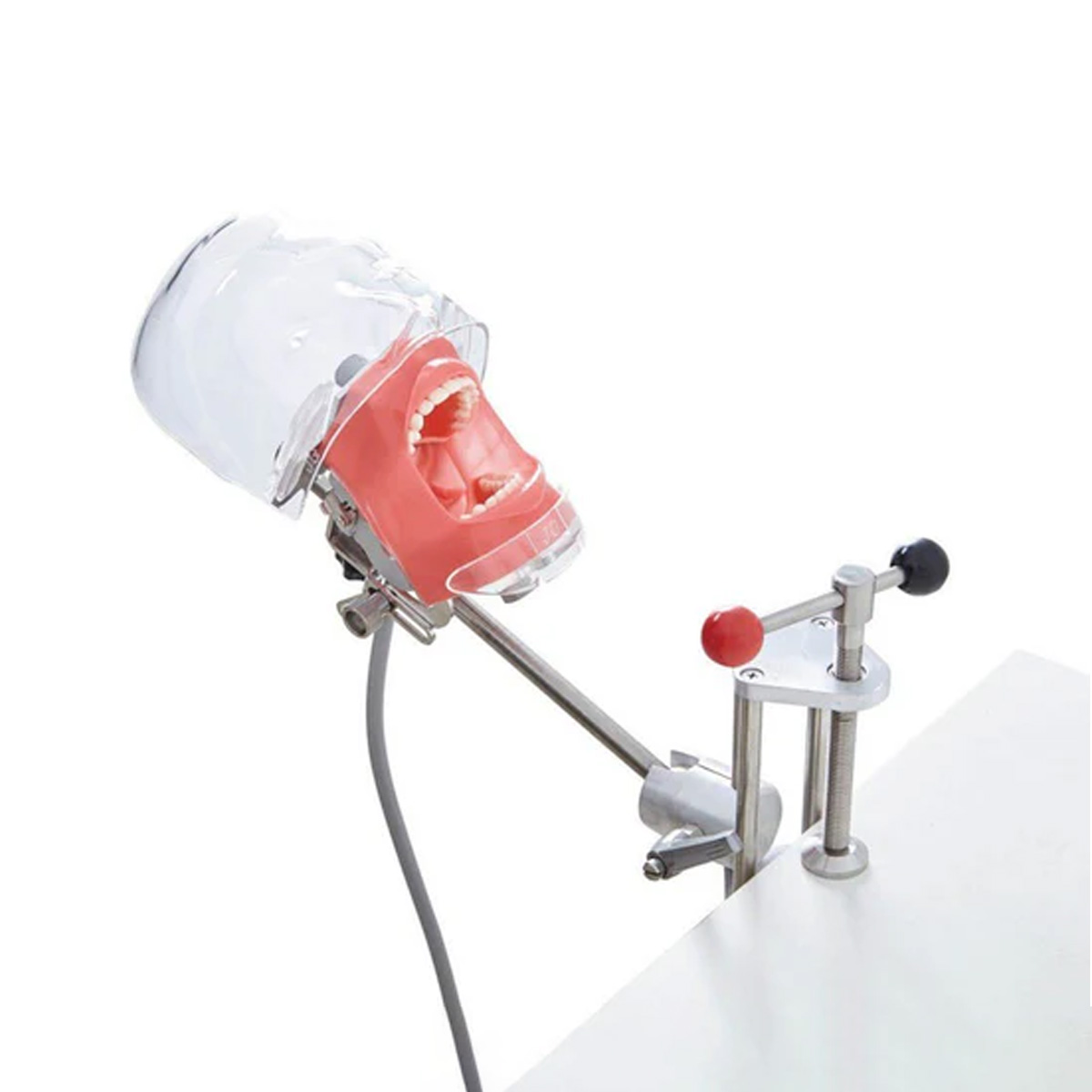 iDENTical Table Mount Portable Dental Manikin (TJ-MA02)