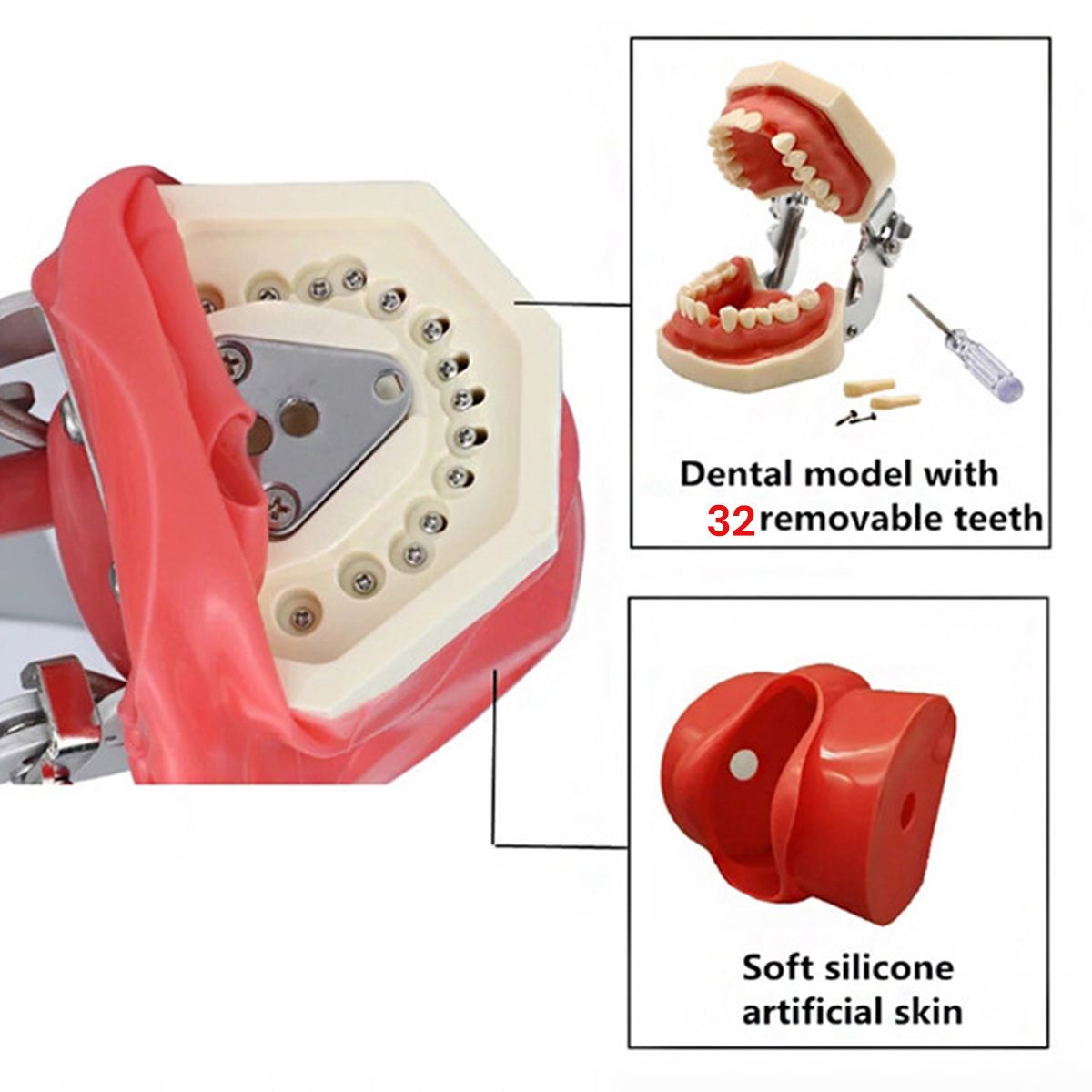 iDENTical Table Mount Portable Dental Manikin (TJ-MA02)