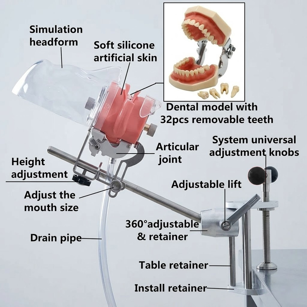 iDENTical Table Mount Portable Dental Manikin (TJ-MA02)